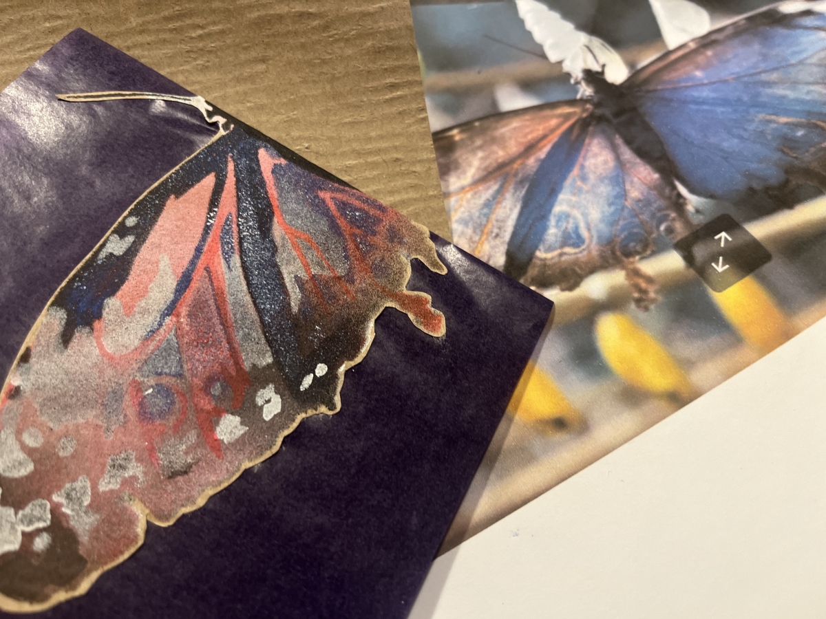 Papillons / SCHMETTERLINGE