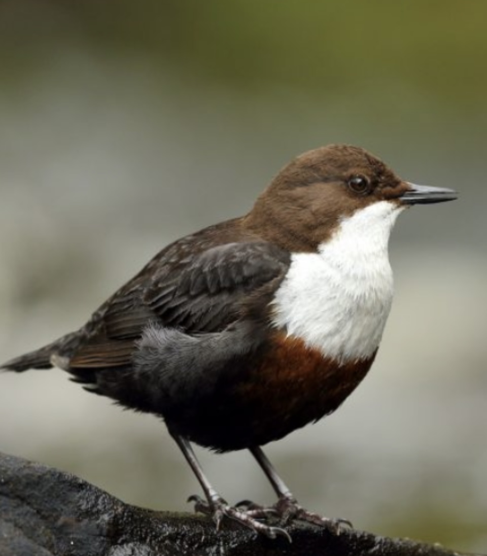 Le Cincle plongeur / TAUCHENDE WASSERAMSEL