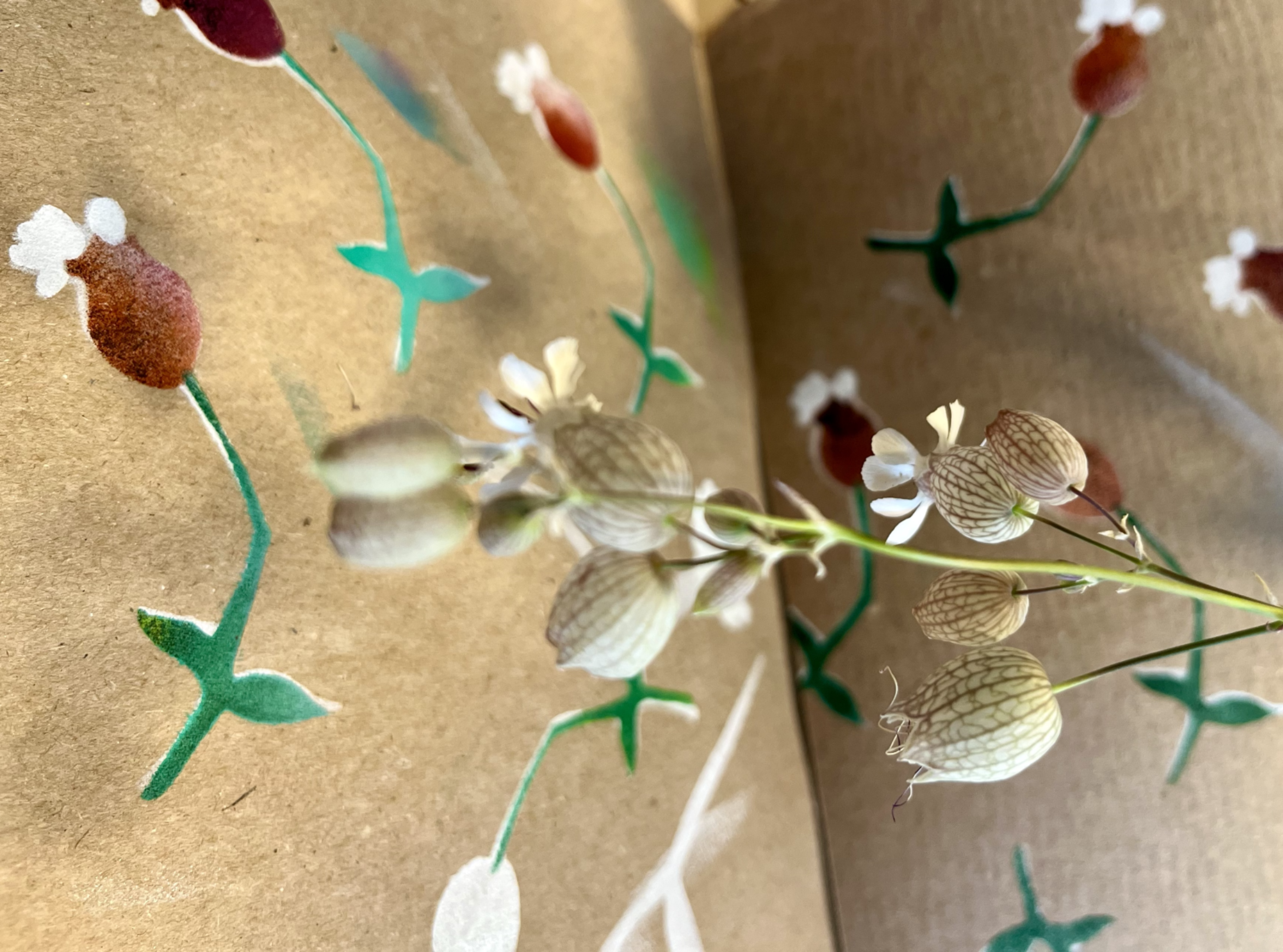 SILENE ENFLEE / AUFGEBLÄHTE SILENE